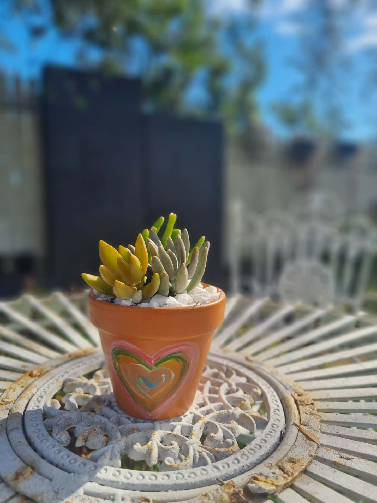 Plant Pal Party Packs (minimum 10)