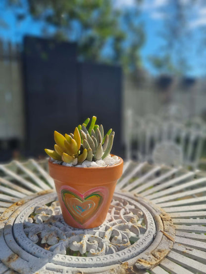 Plant Pal Party Packs (minimum 10)