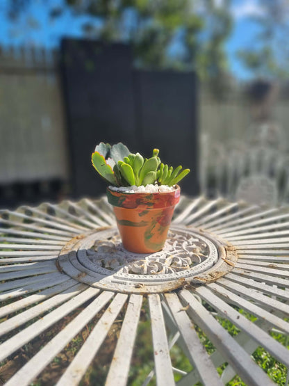 Plant Pal Party Packs (minimum 10)