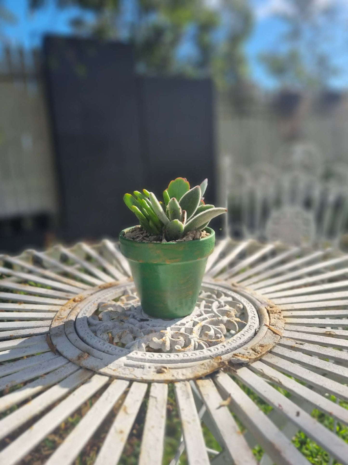 Plant Pal Party Packs (minimum 10)